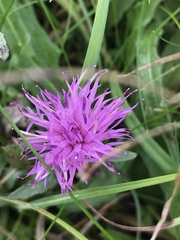 Centaurea debeauxii