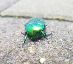 Protaetia speciosissima