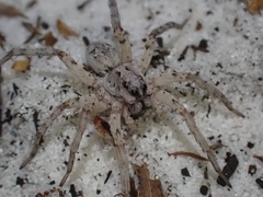 Lycosidae