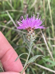 Centaurea debeauxii