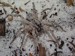 Lycosidae