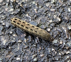 Spodoptera latifascia