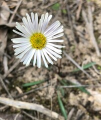 Allittia uliginosa