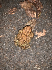 Anaxyrus americanus