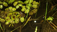 Leptodactylus podicipinus