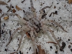 Lycosidae