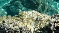 Thalassoma pavo