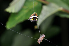 Poecilopachys australasia