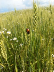 Anisoplia austriaca