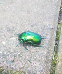 Protaetia speciosissima