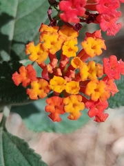 Lantana camara