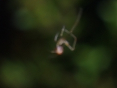 Theridiidae