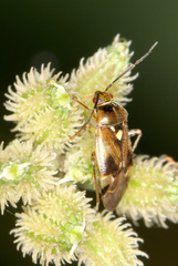 Orthops basalis