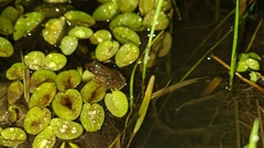 Leptodactylus podicipinus