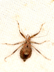 Himacerus mirmicoides