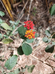 Lantana camara