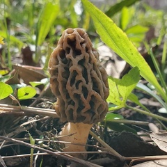 Morchella