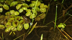Leptodactylus podicipinus