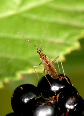 Dicyphus epilobii