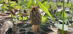 Morchella