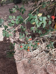 Lantana camara