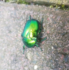 Protaetia speciosissima