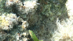 Thalassoma pavo