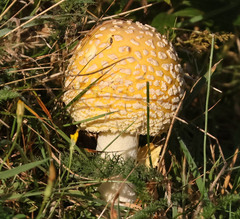 Amanita muscaria guessowii