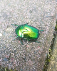 Protaetia speciosissima