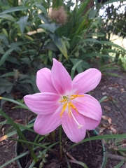 Zephyranthes rosea