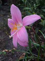 Zephyranthes rosea