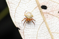 Araneus cyrtarachnoides