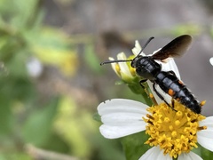 Scolia binotata binotata