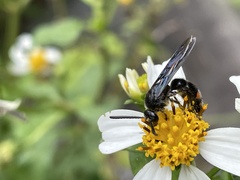 Scolia binotata binotata