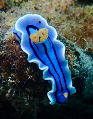 Chromodoris lochi