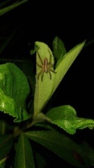 Neoctenus