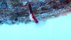 Mytilidae