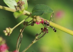 Dioprosopa clavata