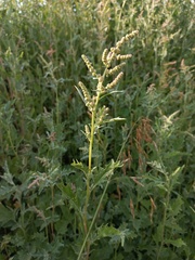 Atriplex tatarica