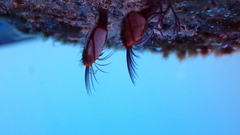 Mytilidae