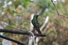 Riccordia ricordii