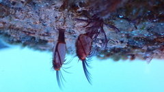Mytilidae