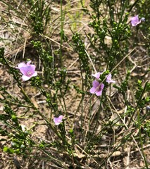 Cyanothamnus coerulescens