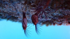Mytilidae