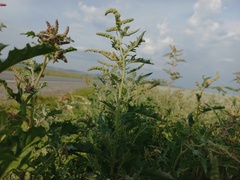 Atriplex tatarica