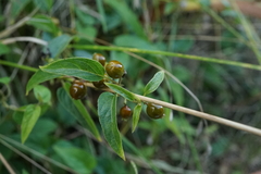Paederia foetida