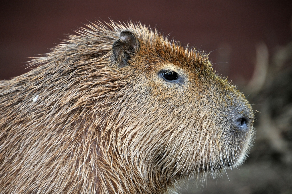 Capybaras