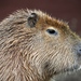 Capybaras - Photo (c) Joachim S. Müller, some rights reserved (CC BY-NC-SA)