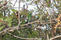 Riccordia ricordii