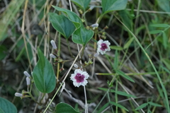 Paederia foetida